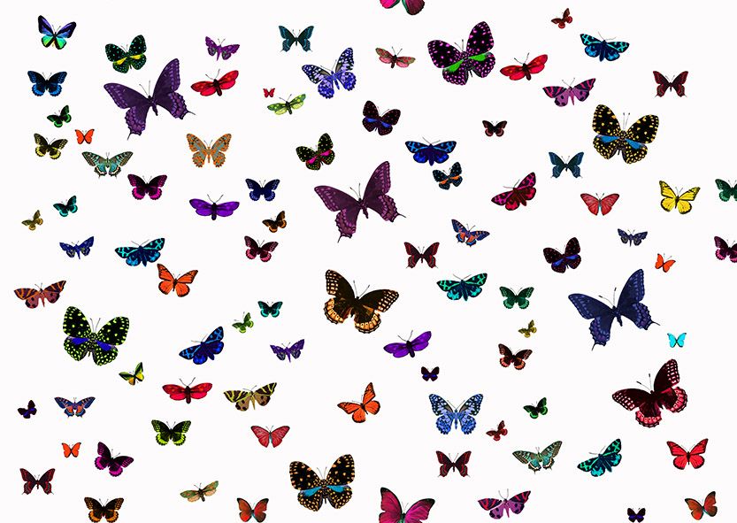 Motif Décoration Collection All Butterfly n°3 Tissus Papillons Multicolore by Zéphyr and Co
